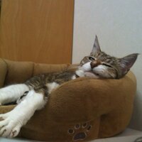 しまねこ (@cojp) 's Twitter Profile Photo しまねこ (@cojp) 's Twitter Profile Photo