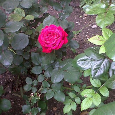 Madani Karima Madanikarima Twitter