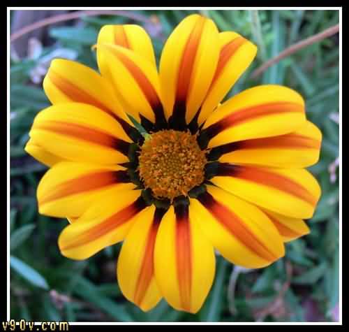 _wsis's profile picture. 