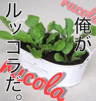 アブラナ科キバナスズシロ属（エルーカ）の1種の、葉野菜・ハーブ。地中海沿岸原産の一年草。
ゴマのような風味と、多少の辛み・苦みがあり、カルシウム・鉄分・ビタミンCが豊富。
花言葉は「競争」