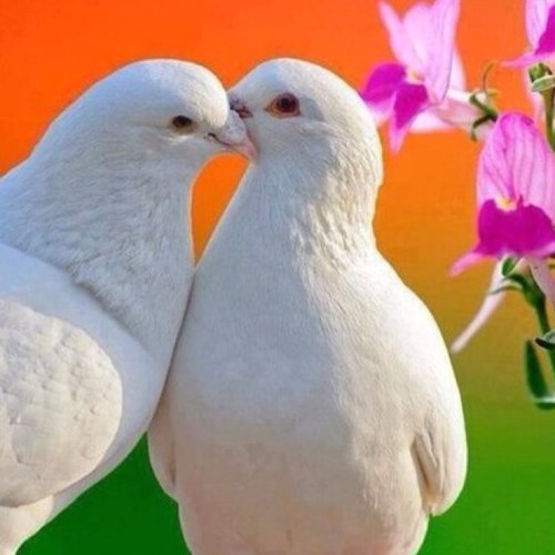 أم صالح / خطابة ببريدة لوجه الله تخاف الله وترجو ماعنده / خبرة سنين بتزويج شبابنا وبناتنا والحمدلله