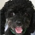 MascoAyudas (@mascoayudas) Twitter profile photo