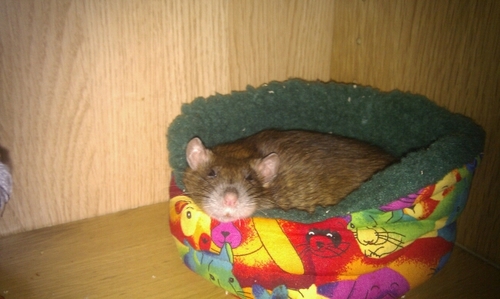 sjandow's profile picture. Socially awkward. Awkwardly social. Generally bewildered. Text pest.