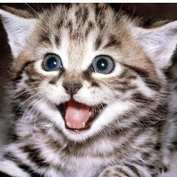 Speediefy's profile picture. Youtube Gamer at http://t.co/kjDzyCKsuN - Throw me a sub and follow me here! :)