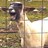Screaming Goat