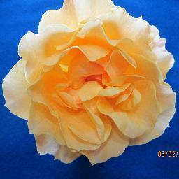 johnsonmaurine's profile picture. true old fashioned Liberal before it became a dirty word