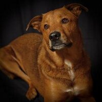 Bosco (@bigboybosco) 's Twitter Profile