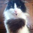 Paul - @Kitty_Paul_Paul - Twitter