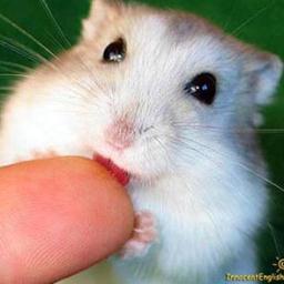 햄덕 양성소 ♡ 햄스터를 애쥐중쥐
http://t.co/zEY7NJvzdg