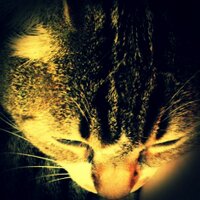 Siva (@qjfbn730) 's Twitter Profile