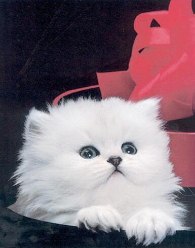 2015_welef's profile picture. : آجمل الاقدآر آنككَ ولدتَ #مسلمآ .. ♥♥