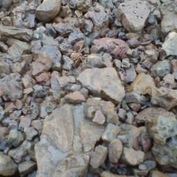 AwieFreakick's profile picture. 