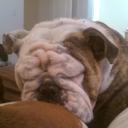 Collin Hansen - @marleybulldogg - Twitter