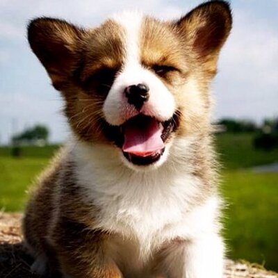 Schattige Dieren Schattigdiertje Twitter