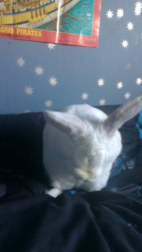 weepixieni's profile picture. Wear a mask it isn’t hard!