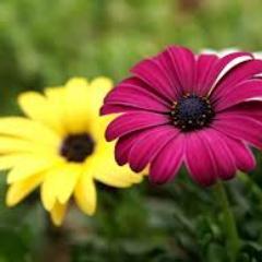 I shut my eyes in order to see.-Paul Gaugin