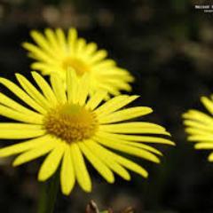 The more we witness our emotional reactions and understand how they work, the easier it is to refrain.-Pema Chodron