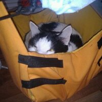 Einhörnchen (@urban_sqirrel) Twitter profile photo