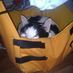 Einhörnchen (@urban_sqirrel) Twitter profile photo