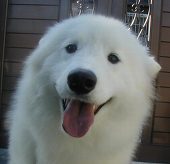 shiroinu_10's profile picture. こんにちは！ツイッター登録したよ。よろしくお願いしまーす^^