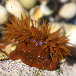 Ecology and Marine Biology at the University of Liverpool