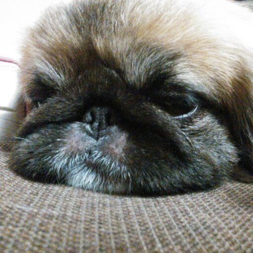 ペキニーズ♀の胡桃は２０１１年１０月１７日生まれ(ﾉ^^)ﾉ
ペキについて色々お話ししてください♪
よろしくお願いしますm(_ _)m