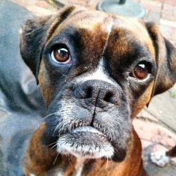 AllyBoxer's profile picture. 