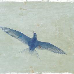 oz_gecer's profile picture. 