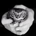 burung hantu (@buhaburunghantu) Twitter profile photo burung hantu (@buhaburunghantu) Twitter profile photo