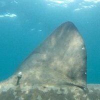 Dr Tobey Curtis (@mojoshark) Twitter profile photo