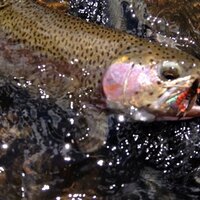 Dan Garren (@dangarren) 's Twitter Profile