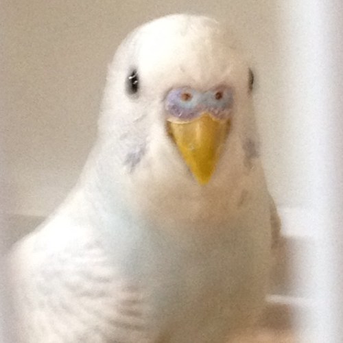 Witty,budgie,parrot&cat &fish owning, piano/keyboards/brass musician-teacher/ choir&band leader/pro accompanist/Music in Hospitals/Hallé/DarkPeak