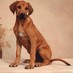 Symetri Ridgebacks (@symetrirr) Twitter profile photo