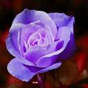 SAM FARZAN - @SAMABS1 - Twitter