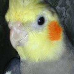 OKaMeINnKo_bot Profile Picture