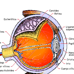 vaqueno's profile picture. El espíritu de la contradicción