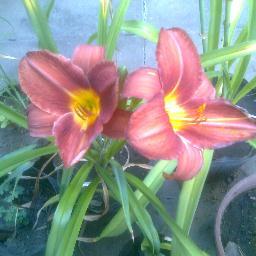 lilianaanglica1's profile picture. 