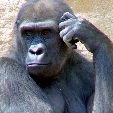 gorillaneo's profile picture. ゴリラなので意識高いこと言います。