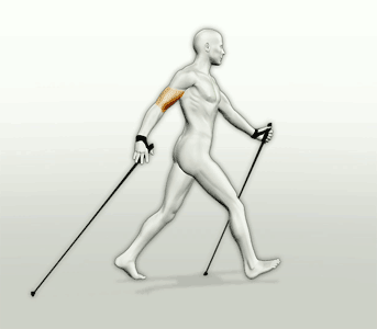 Instructor de Nordic Walking en Tenerife: rutas, cursos, talleres, conferencias, iniciación, escapadas.. 660 30 51 95 nwtenerife@gmail.com