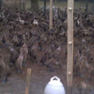 87 Gambar Rumah Bebek Paling Keren 87 Gambar Rumah Bebek Paling Keren