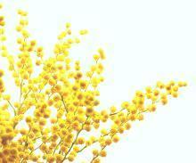 Mimosa is a modern matchmaking service catering to single individuals looking for The One in the Washington DC metropolitan area.

MimosaMatchmaking@gmail.com