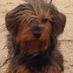 Gaston Le Toutou (@gastonletoutou) Twitter profile photo