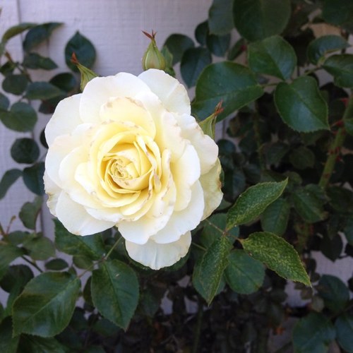 queenjess24's profile picture. I am a DIE HARD Oregon Ducks football & Green Bay Packers fan, recently discovered the band Snow Patrol, and I collect old family information & thimbles!