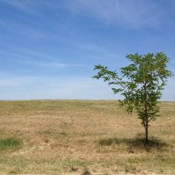 serenapiani's profile picture. 