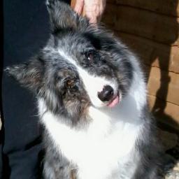 Tea_a_fi's profile picture. Unofficial carrot, full time trout