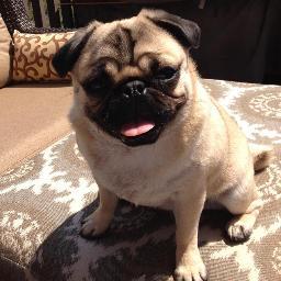 My name is Tessa, I'm a mini #Pug. Humans make a HUGE deal about me when I walk around #NYC, I poop mostly in Hell's Kitchen but love to travel! #PugLife