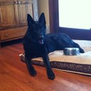 Max Boucher - @maxthecooldog - Twitter