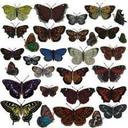 Pili Pala - @LouiseBerman1 - Twitter