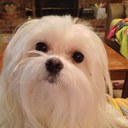 Lydia Guy - @MacysGwan - Twitter