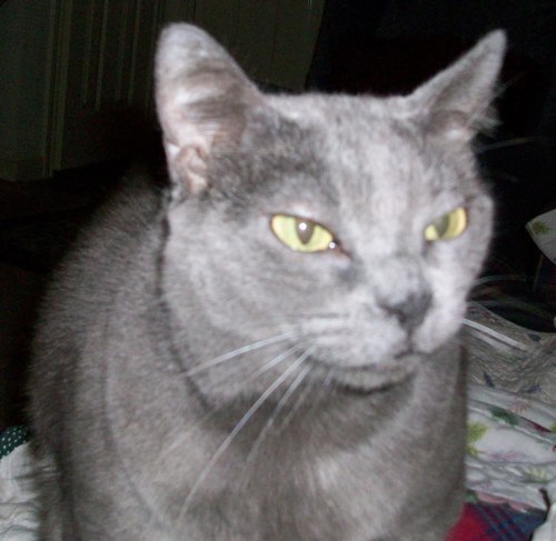 GracieMayCat's profile picture. I am Gracie May, formerly the Gray Stray, now top cat and big sis to BusterConCat.